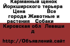 Карманный щенок Йоркширского терьера › Цена ­ 30 000 - Все города Животные и растения » Собаки   . Кировская обл.,Леваши д.